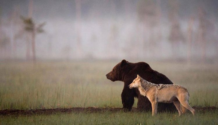 Дружба медведя и волка
