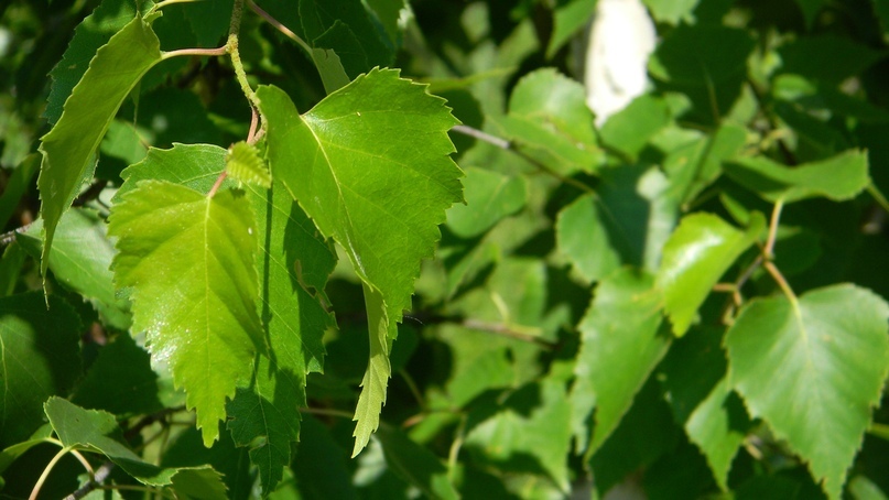 Листья березы - полезные свойства растений