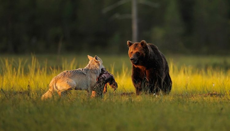 Дружба медведя и волка